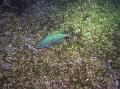 Poisson Serran Ecriture Juvénile de Nuit